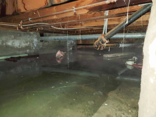 Best Water damage restoration insurance claims  in Manistee, MI
